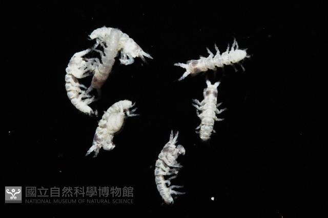 漢氏合鞭尾蟲藏品圖，第2張