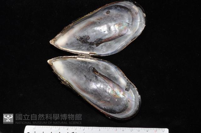 紫殼菜蛤藏品圖，第2張