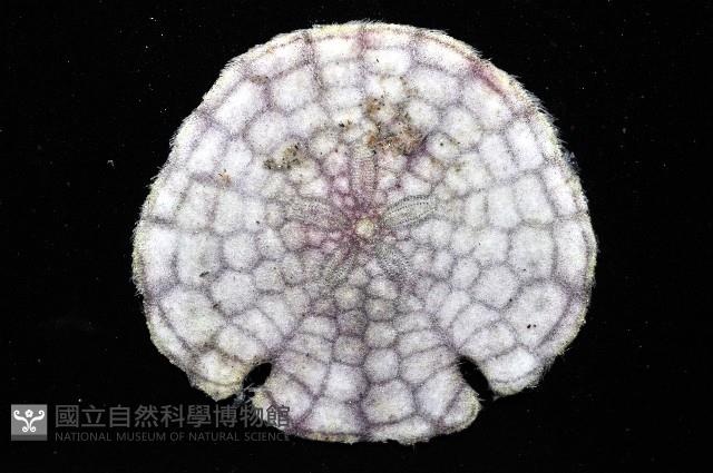 裂邊毛餅海膽藏品圖，第2張