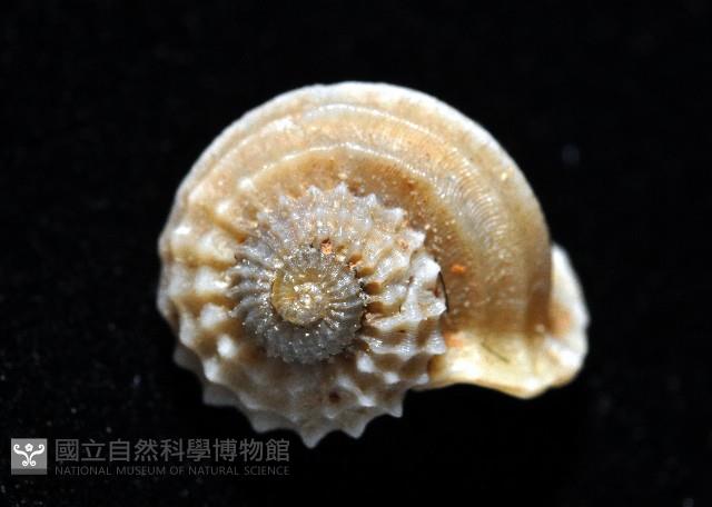 球花冠螺藏品圖，第2張