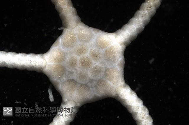 深海粗蛇尾藏品圖，第2張