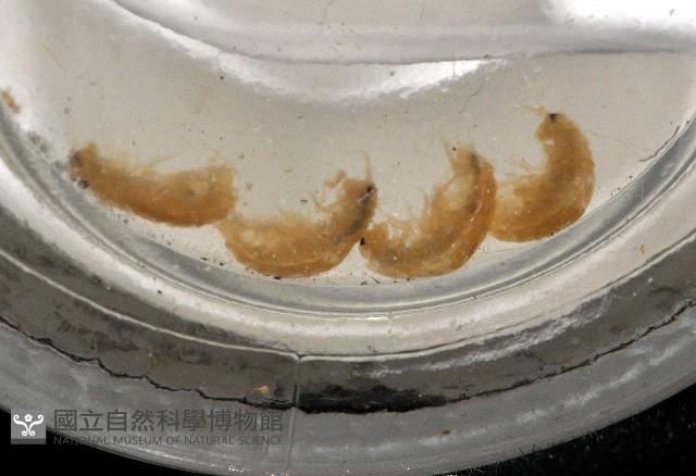 鳳凰母布氏蝦藏品圖，第2張