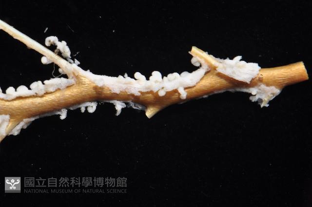 未知種深海原軟珊瑚藏品圖，第2張
