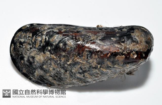 臺灣深海殼菜蛤藏品圖，第2張