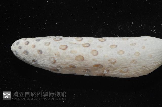 哈氏仙人掌海鰓藏品圖，第2張