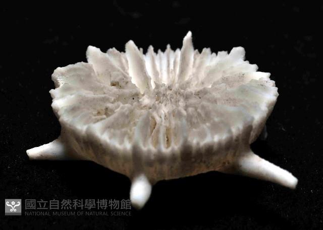 解析冠杯珊瑚藏品圖，第2張