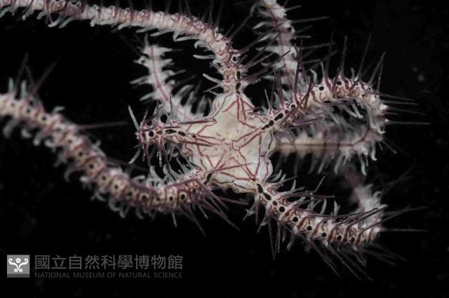 花棘刺蛇尾藏品圖，第2張
