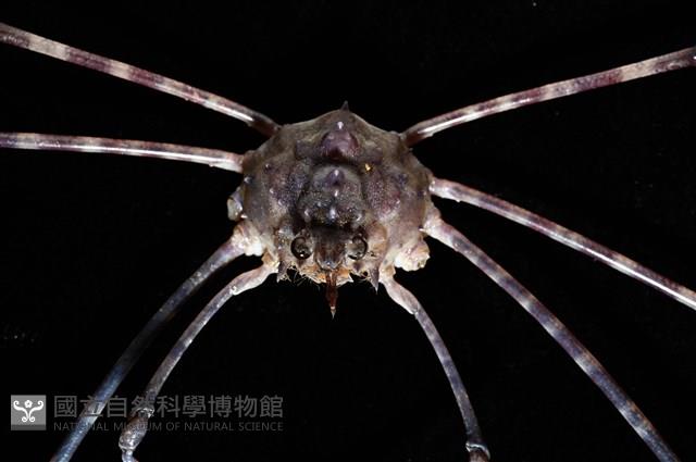 絲狀長踦蟹藏品圖，第2張