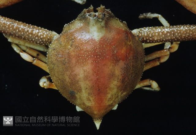 遁行長臂蟹藏品圖，第2張