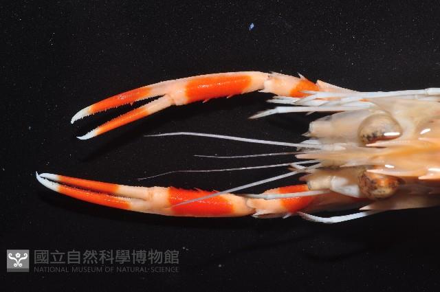 紅斑後海螯蝦藏品圖，第2張