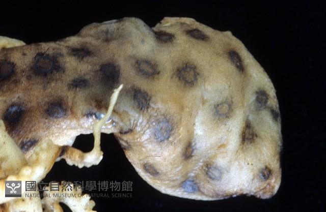 未知種藍環章魚藏品圖，第2張