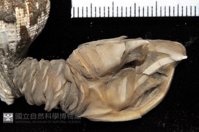 日本阿南鎧茗荷藏品圖，第2張