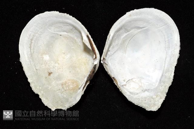 波紋櫻蛤藏品圖，第2張