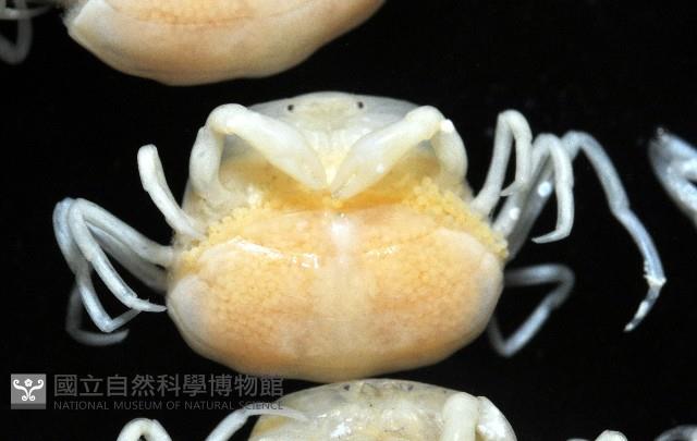 中華蚶豆蟹藏品圖，第2張