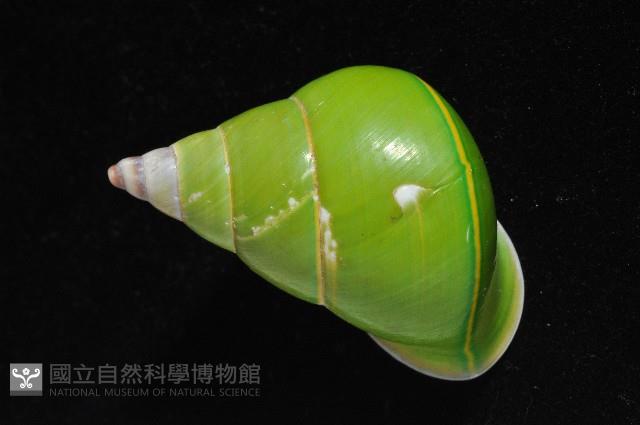 綠巴布亞蝸牛藏品圖，第2張