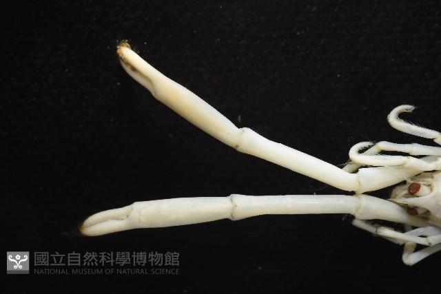 未知種折尾蝦藏品圖，第2張