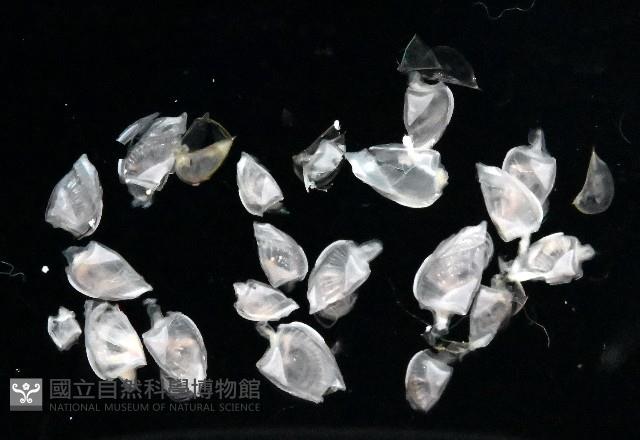鵝茗荷藏品圖，第2張