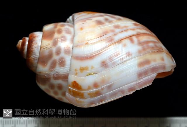 阿拉伯鳳螺藏品圖，第2張