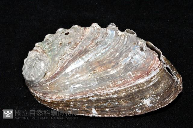 皺紋盤鮑藏品圖，第2張