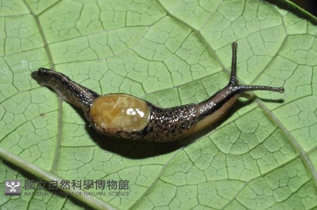 馬氏鱉甲蝸牛藏品圖，第2張