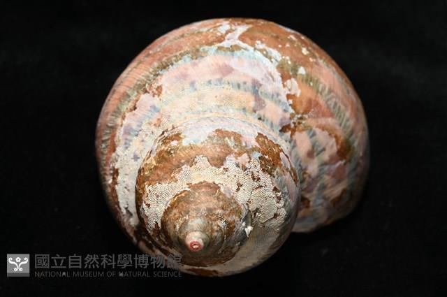 貓眼蠑螺藏品圖，第2張