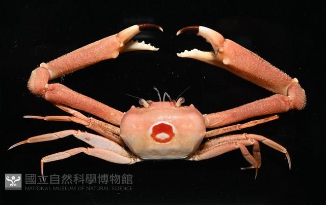 徽章聲蟹藏品圖，第2張