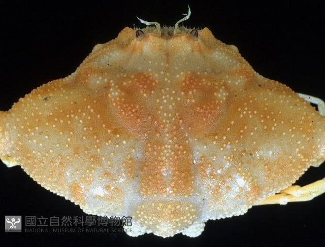 艾氏飛輪蟹藏品圖，第2張
