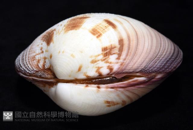 鉛球簾蛤藏品圖，第2張