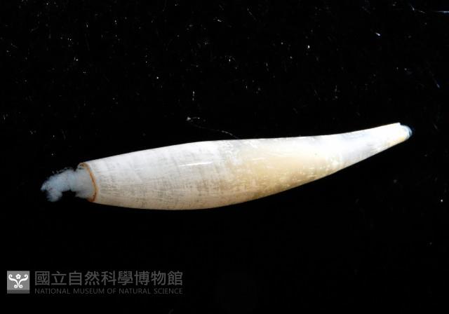 胖象牙貝藏品圖，第2張