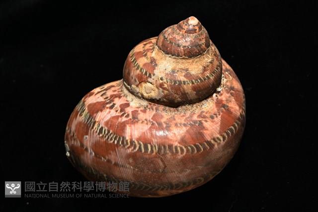 貓眼蠑螺藏品圖，第2張
