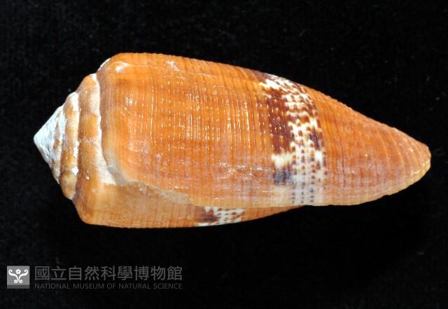 花帶芋螺藏品圖，第2張