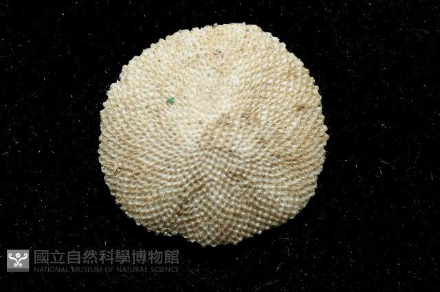 未知種齊苔蟲藏品圖，第2張