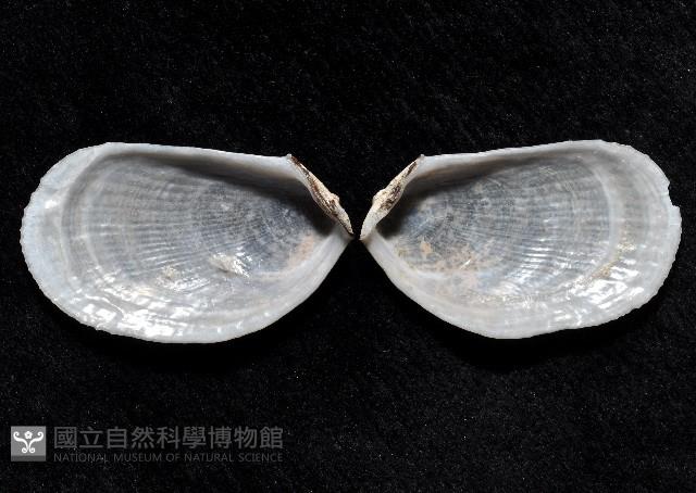 脆狐蛤藏品圖，第2張