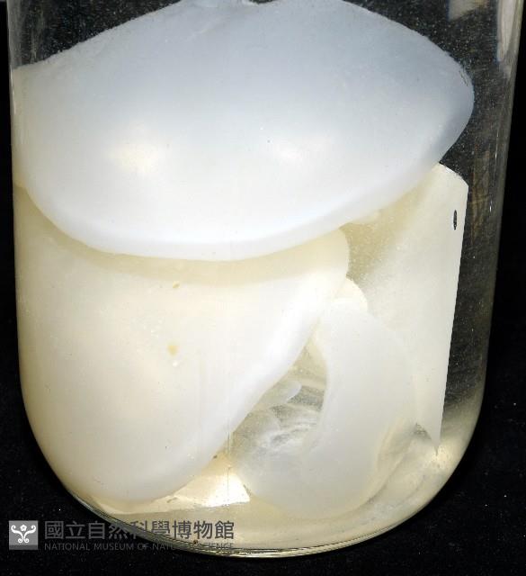 未知種海月水母藏品圖，第2張