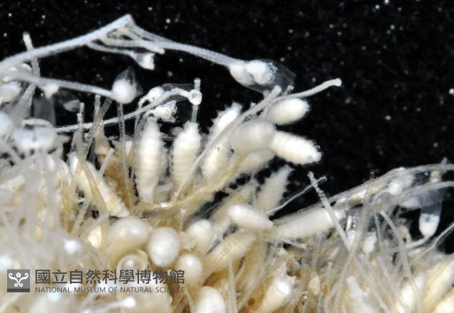 未知種水螅藏品圖，第2張