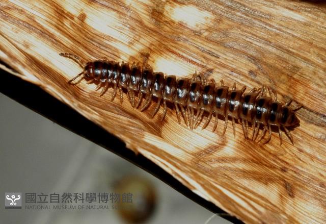 花蓮章氏馬陸藏品圖，第2張
