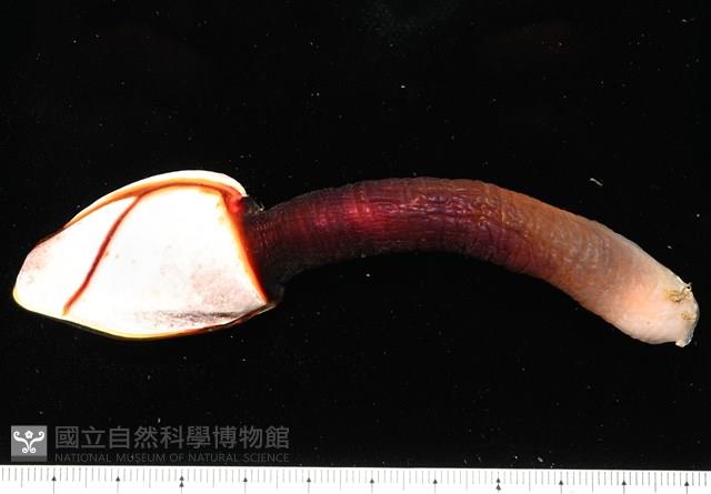 茗荷藏品圖，第2張