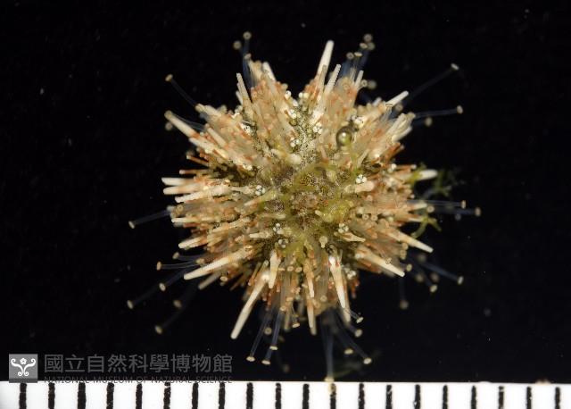 疣裸海膽藏品圖，第2張