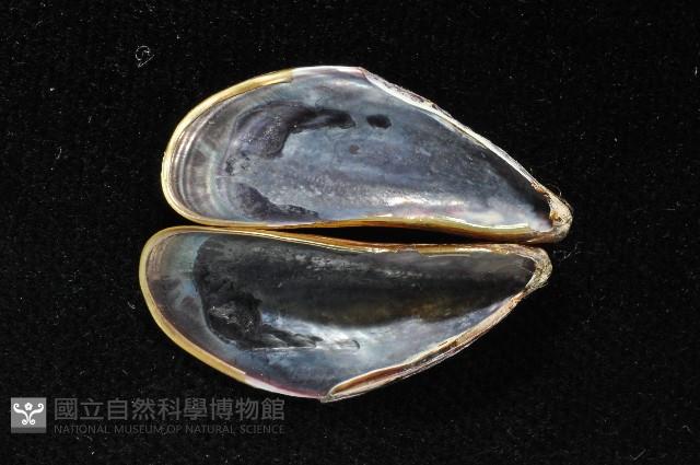 河殼菜蛤藏品圖，第2張
