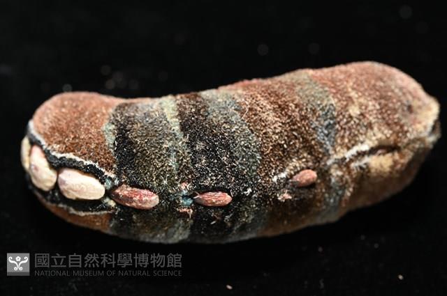 眼形隱板石鱉藏品圖，第2張