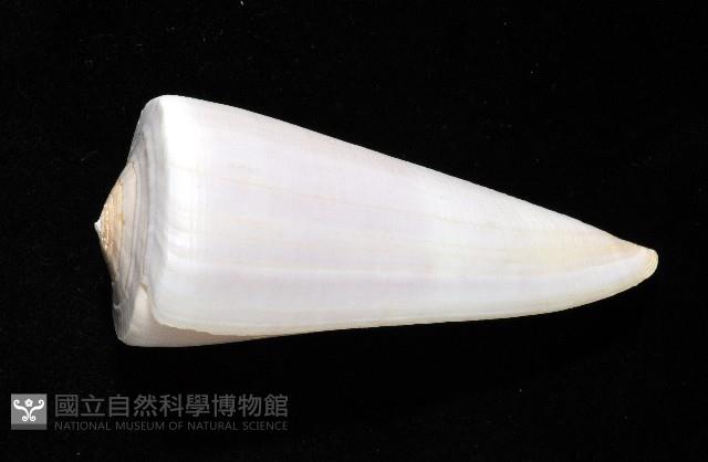 胭脂芋螺藏品圖，第2張