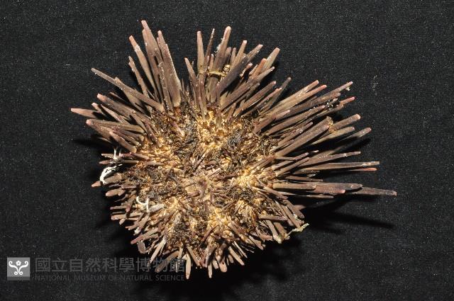 口鰓海膽藏品圖，第2張