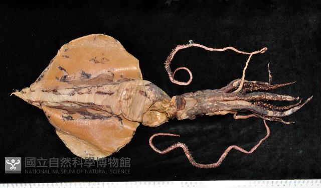 心鰭鞭魷藏品圖，第2張