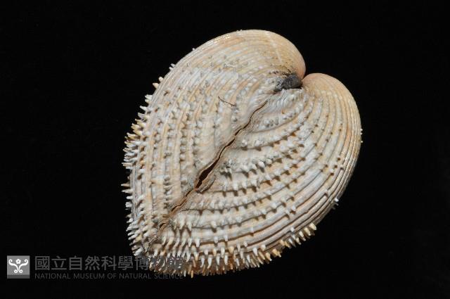 多刺鳥尾蛤藏品圖，第2張