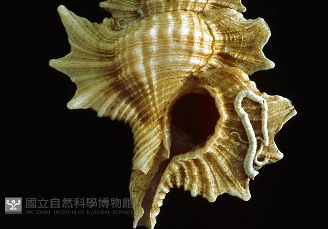 翼法螺藏品圖，第2張