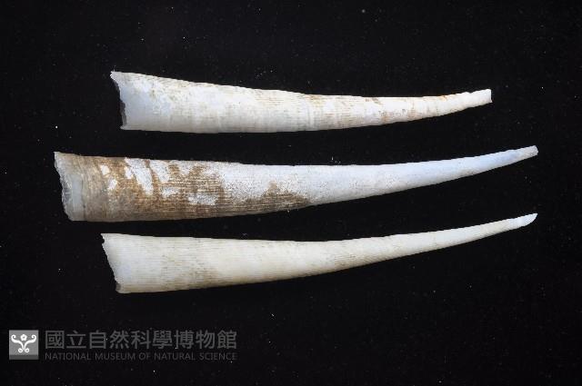 象牙貝之一種藏品圖，第2張