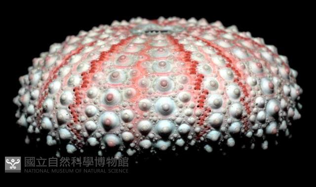 梅氏長海膽藏品圖，第2張