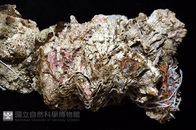 鋸齒牡蠣藏品圖，第2張
