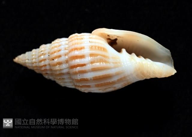 展翼蛹筆螺藏品圖，第2張