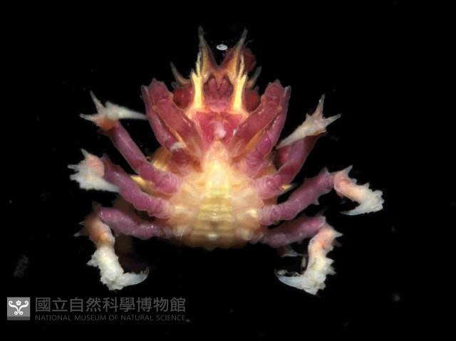 奧氏櫻蛛蟹藏品圖，第2張